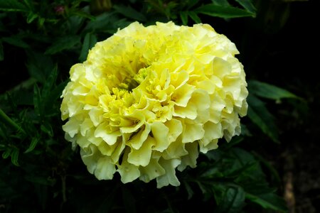 White a garden plant nature photo