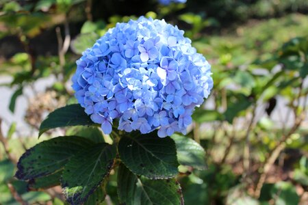 Colorful flower lilaz flower photo