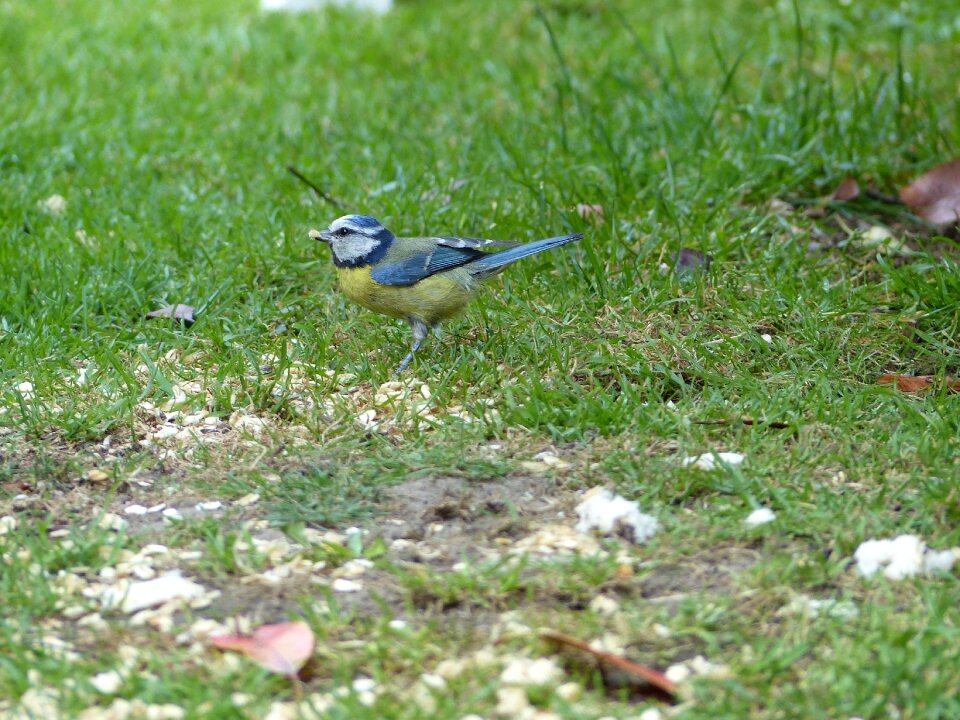 Garden foraging songbird