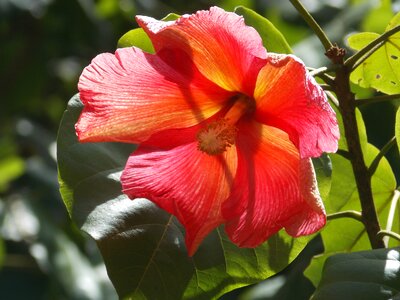 Puerto rico thespesia grandiflora