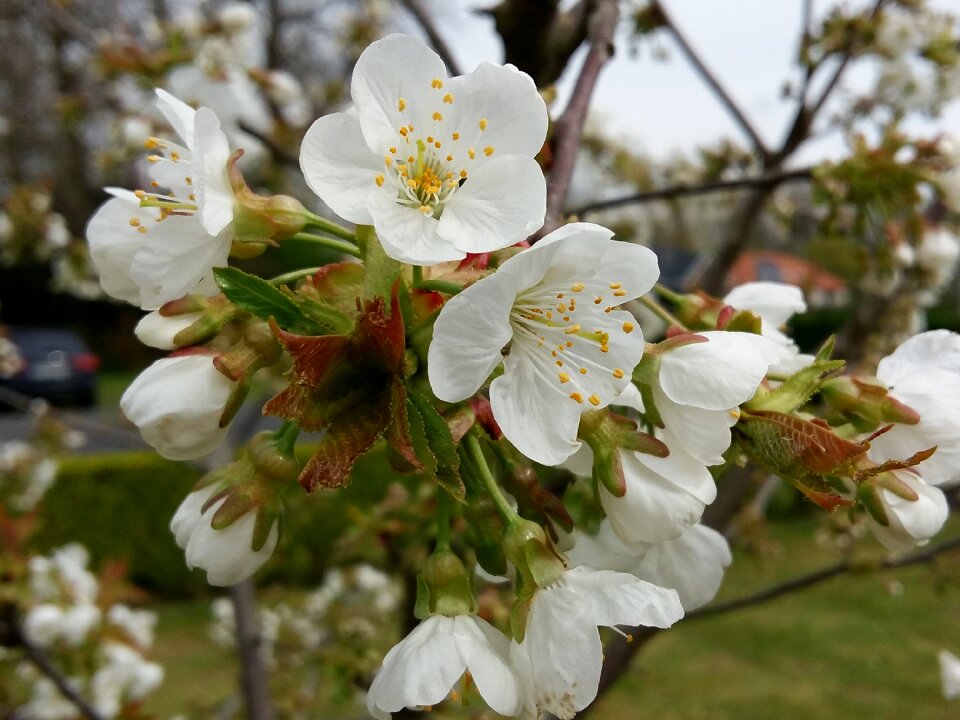 White flower flowers cherry white flowers