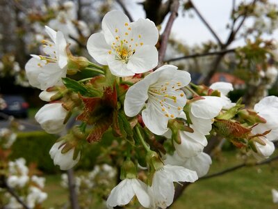 White flower flowers cherry white flowers