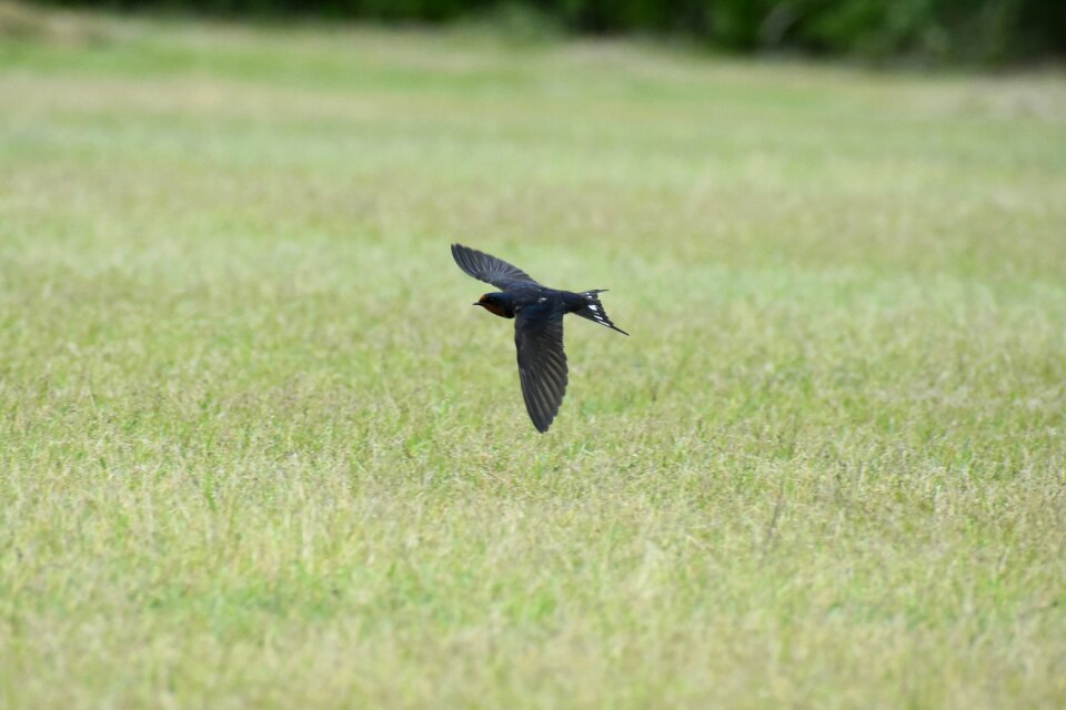 Bird wild birds yan