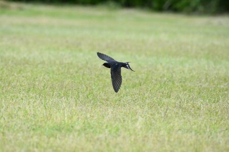 Bird wild birds yan