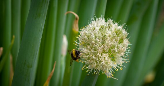 Blossom bloom nature
