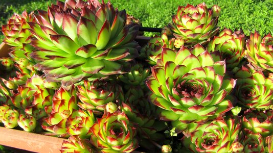 Succulent flowers crassulacea photo