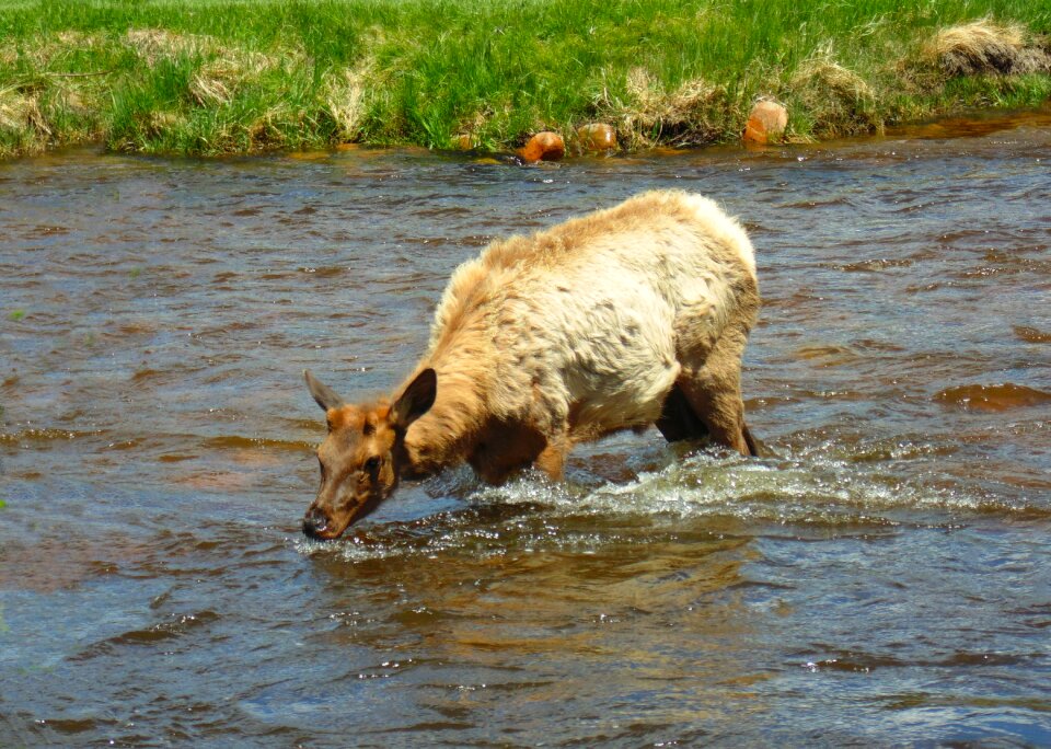 Nature animal drinking water