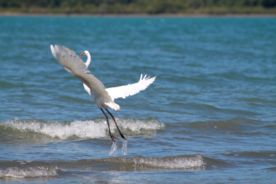 White heron photo