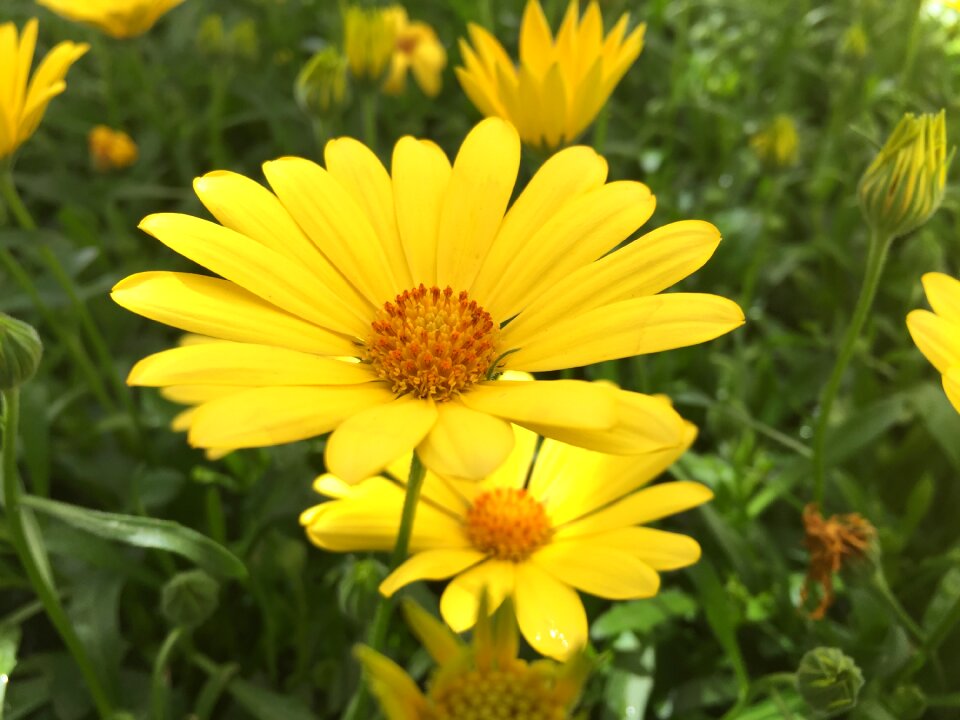 Yellow flowers green floral