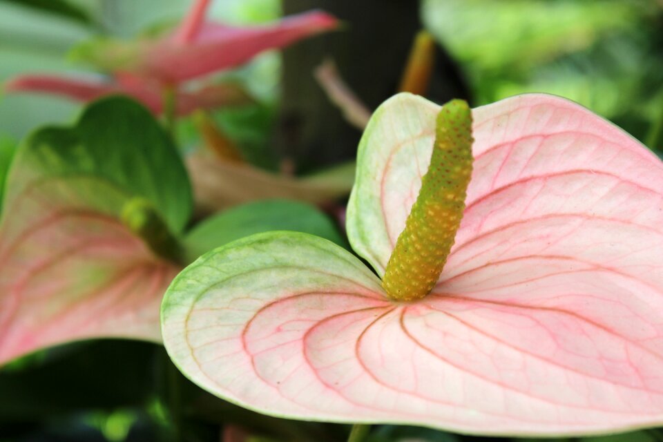 Tropic leaf summer