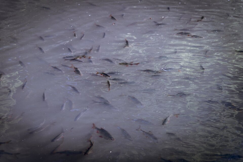 Zarybiać fishing roach