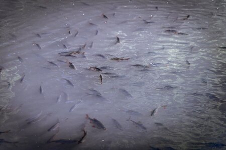 Zarybiać fishing roach photo