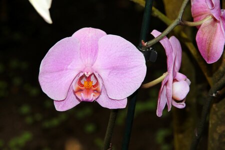 Beautiful flower beautiful plants