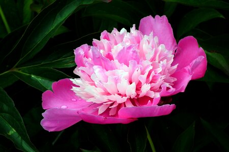 Garden nature spring