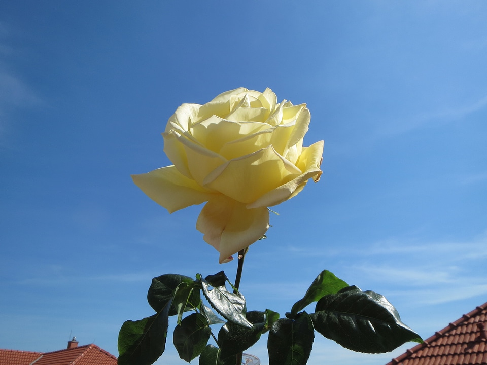 Bloom yellow sky