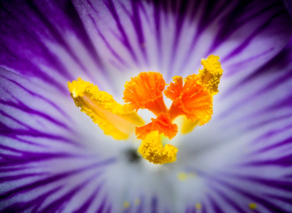 Pollen nectar honey