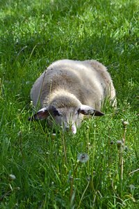 Sheep farm domestic photo