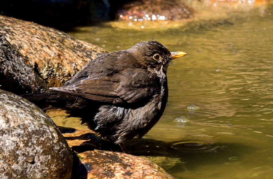 Songbird animal female