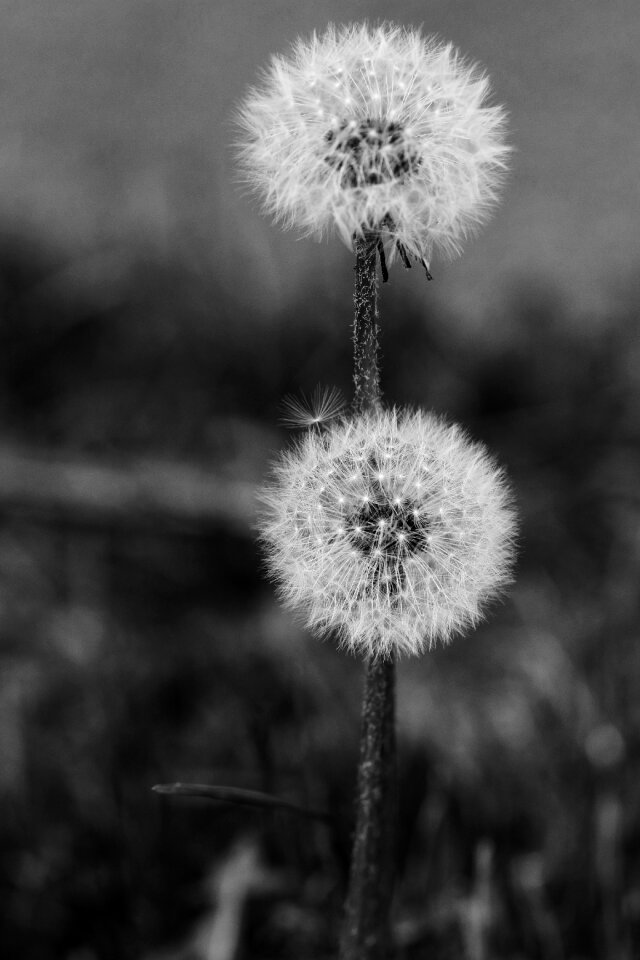 Nature flower