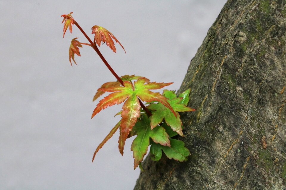 Wood spring bud