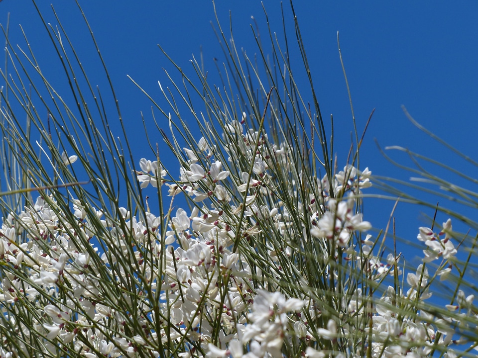 Bush ordinary retama retama-broom