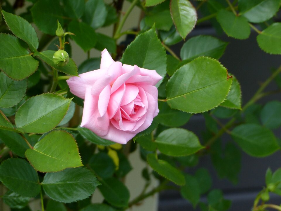 Flower rose blooms pink rose