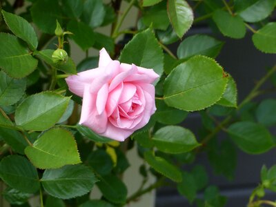 Flower rose blooms pink rose