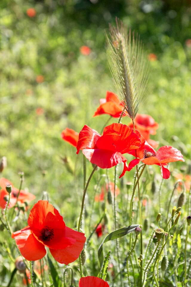 Flower red wild flower