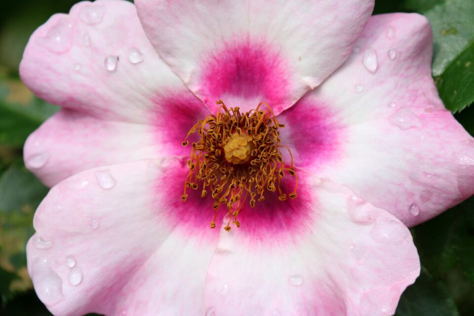 Wild rose old nature garden