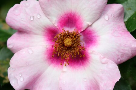 Wild rose old nature garden