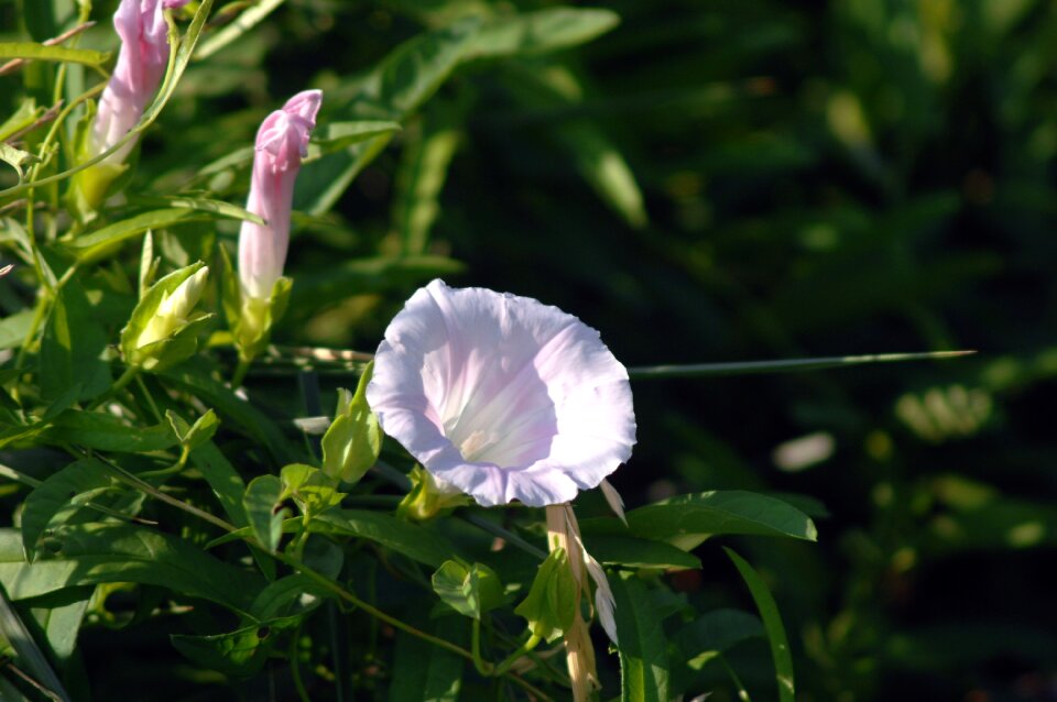 Bindweed wildflower flowers