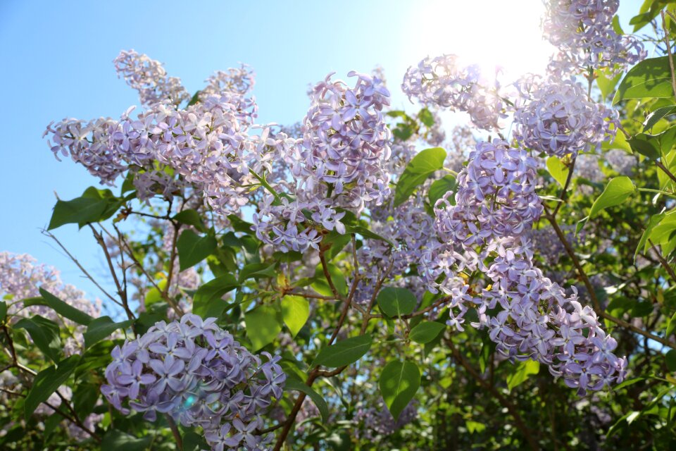 Himmel purple flower spring