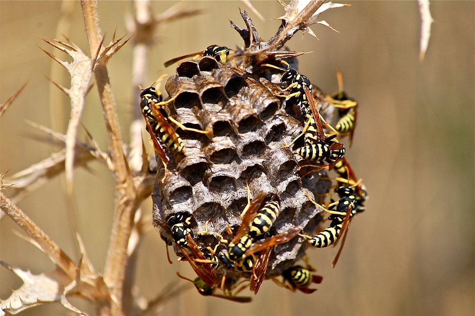 Diaper insect nature