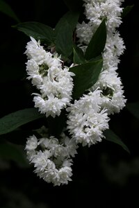 Flowering nature spring