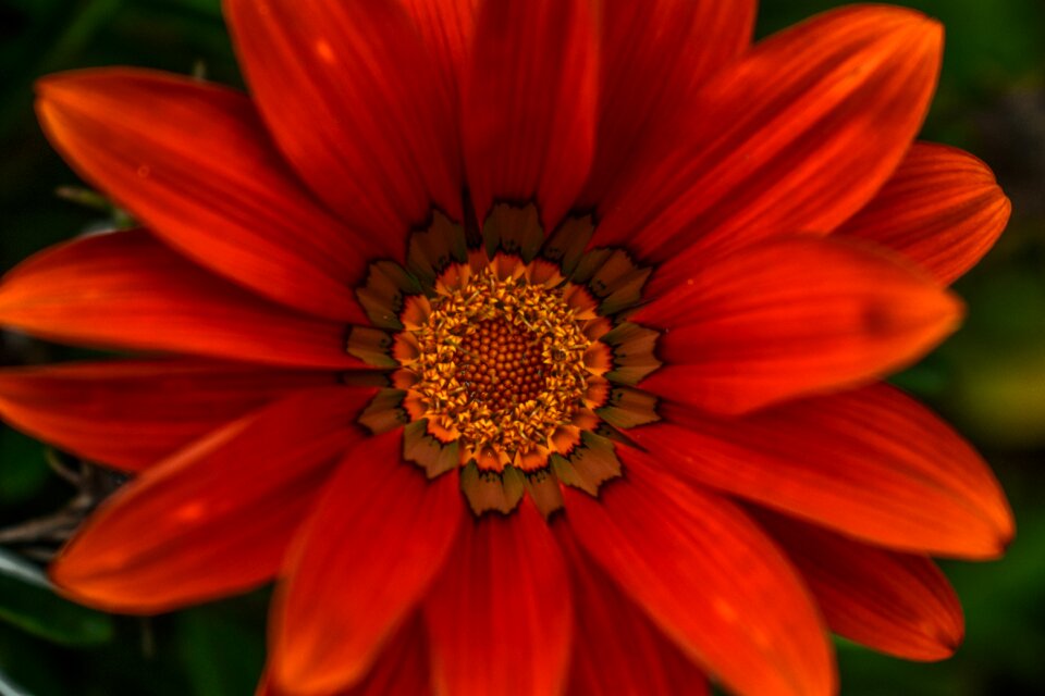 Beautiful flower beautiful spring