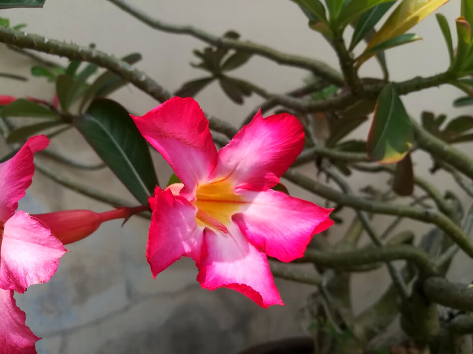 Invited to visit pink flowers