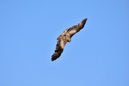 Wild birds raptor video