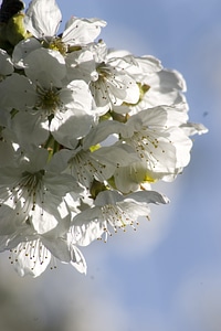 Bloom cherry cherry tree
