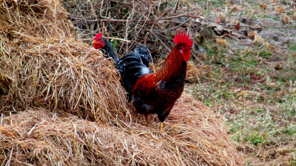 Chicken farm poultry photo