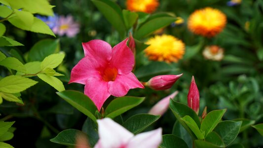 Brazilian jasmine camellia jasmine the villa