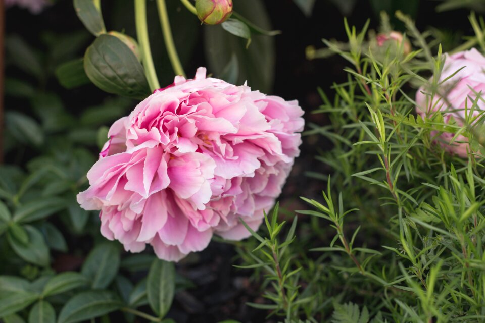 Petals outdoors greenery