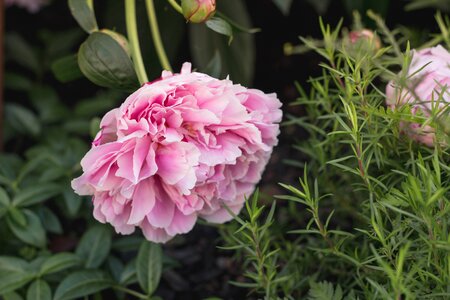 Petals outdoors greenery