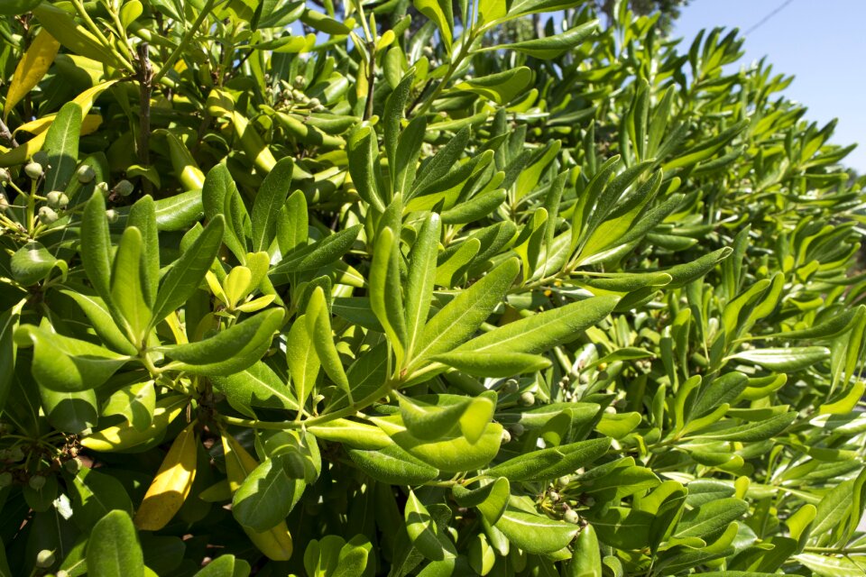 Plants always green prato