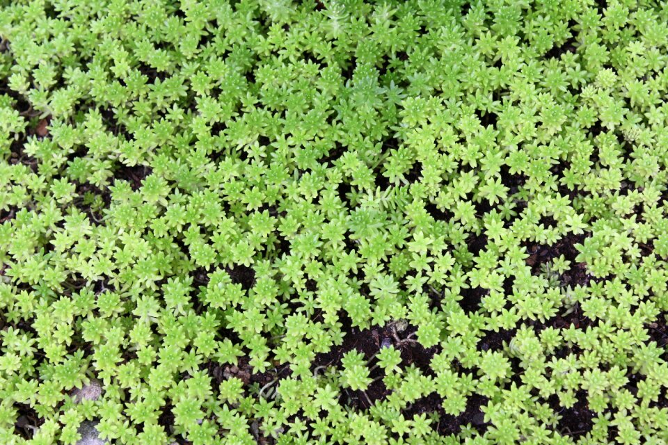 Moss water scenery along the Free photos