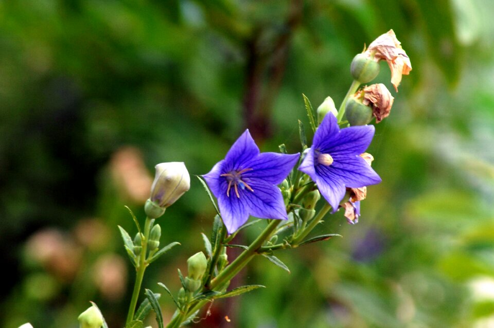 Bellflower flower behold see flowers