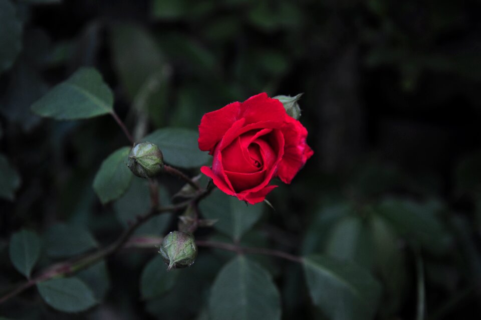 The rose garden rosewood red rose