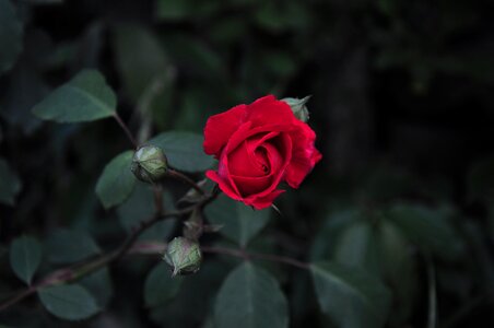 The rose garden rosewood red rose photo