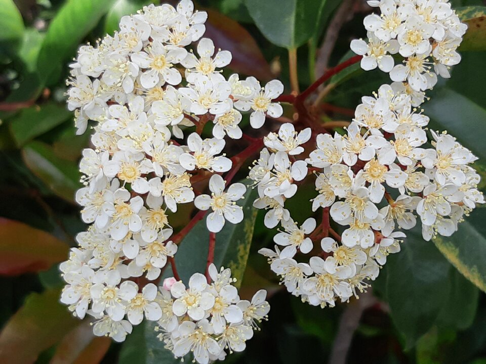 White flower small flowers Free photos