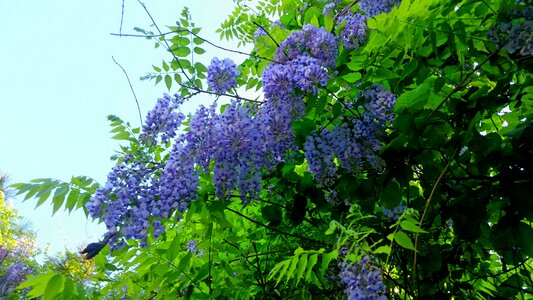 Flowers green