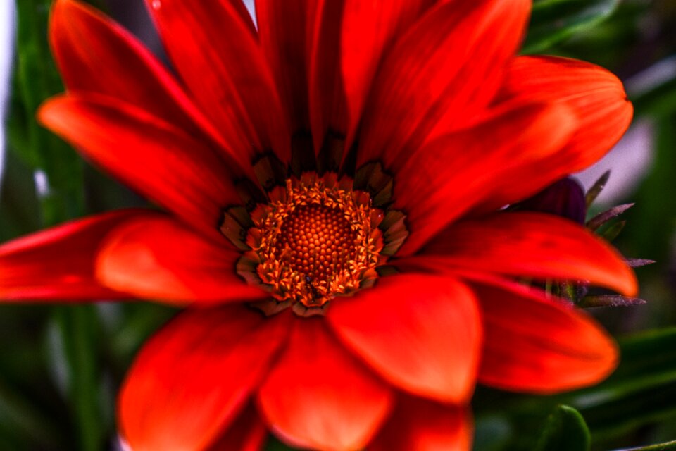 Beautiful flower beautiful spring